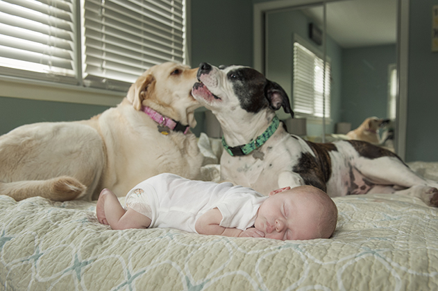 lifestyle-newborn-dogs